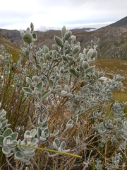 Podalyria sericea