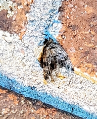 Protodeltote muscosula