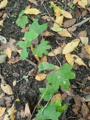 Menispermum canadense