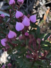 Boronia floribunda