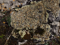 Squamarina cartilaginea