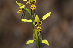 Diuris sulphurea
