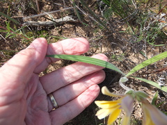Babiana patula