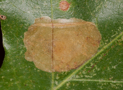 Cameraria quercivorella