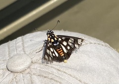 Abantis paradisea
