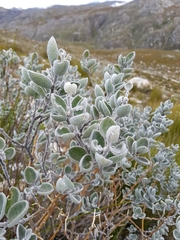 Podalyria sericea