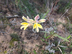 Babiana patula