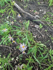 Boltonia montana
