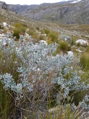 Podalyria sericea