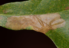 Cameraria quercivorella