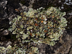 Squamarina cartilaginea