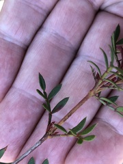 Boronia floribunda