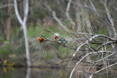 Platycercus eximius eximius