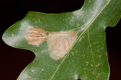 Cameraria quercivorella