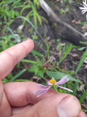 Boltonia montana