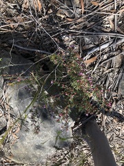 Boronia floribunda