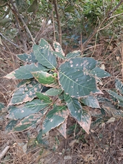Quercus