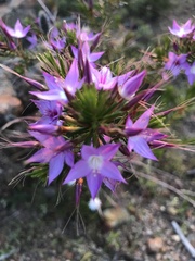 Calytrix glutinosa