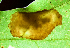 Cameraria quercivorella