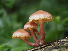 Gymnopilus dilepis