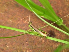 Pseudoxya diminuta
