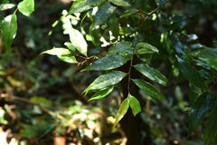 Castanopsis carlesii