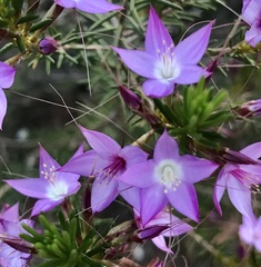 Calytrix glutinosa