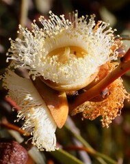 Eucalyptus oldfieldii