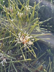 Hakea trifurcata