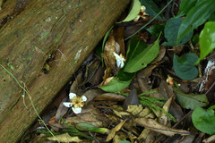 Schima superba superba