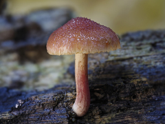Gymnopilus dilepis