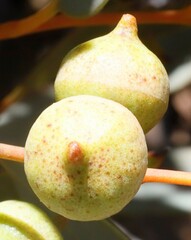 Eucalyptus oldfieldii
