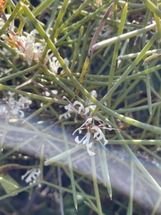 Hakea trifurcata