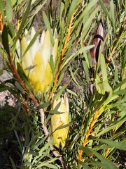 Protea repens