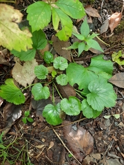 Geum vernum
