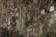 Diuris sulphurea