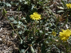 Hieracium sabaudum