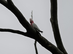 Eolophus roseicapilla albiceps