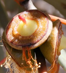 Eucalyptus oldfieldii