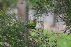 Glossopsitta concinna