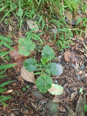 Geum vernum