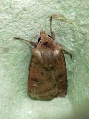 Diarsia rubi