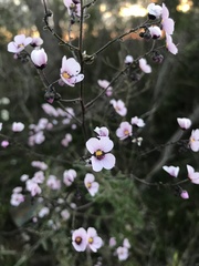 Diplopeltis huegelii
