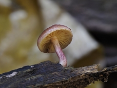 Gymnopilus dilepis