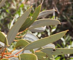 Eucalyptus oldfieldii