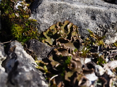 Peltigera rufescens