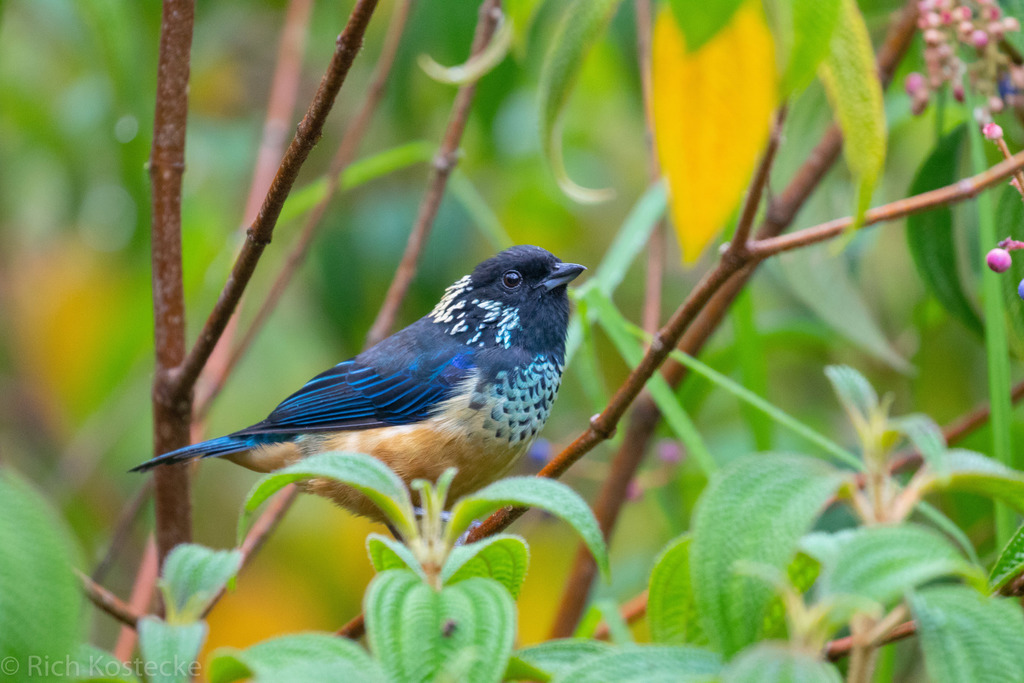 Spangle-Cheeked Tanager
