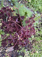 Oxalis stricta rufa