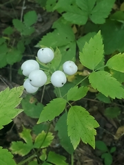 Actaea rubra neglecta