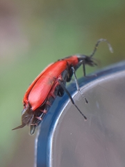 Anthocomus rufus